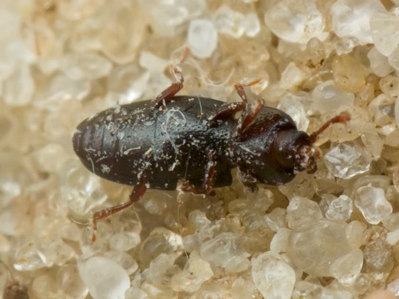 Cerylon histeroides (Fabricius, 1792)